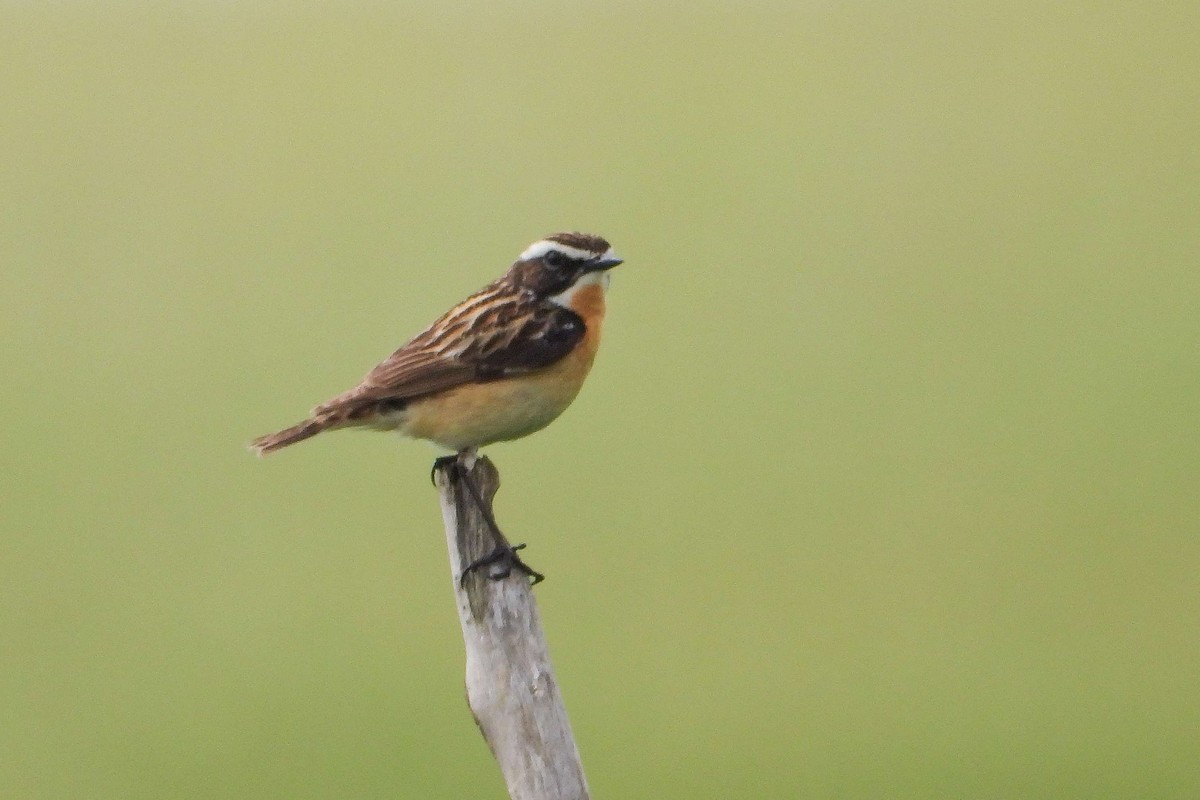 Whinchat - ML619992341
