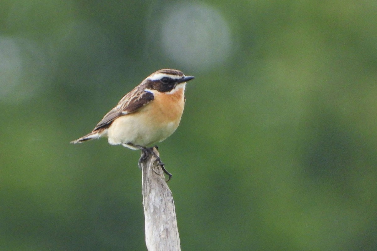 Whinchat - ML619992342