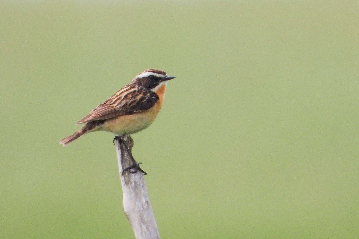 Whinchat - ML619992343