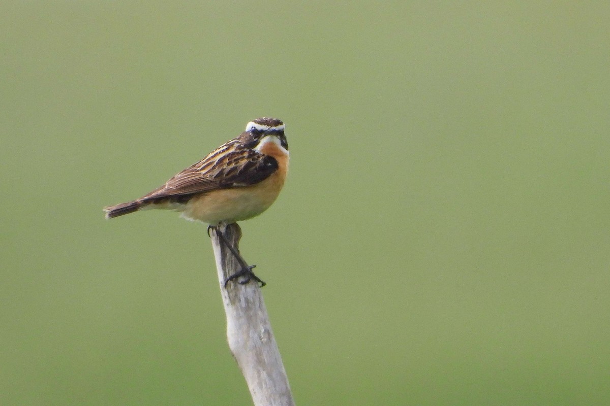 Whinchat - ML619992344