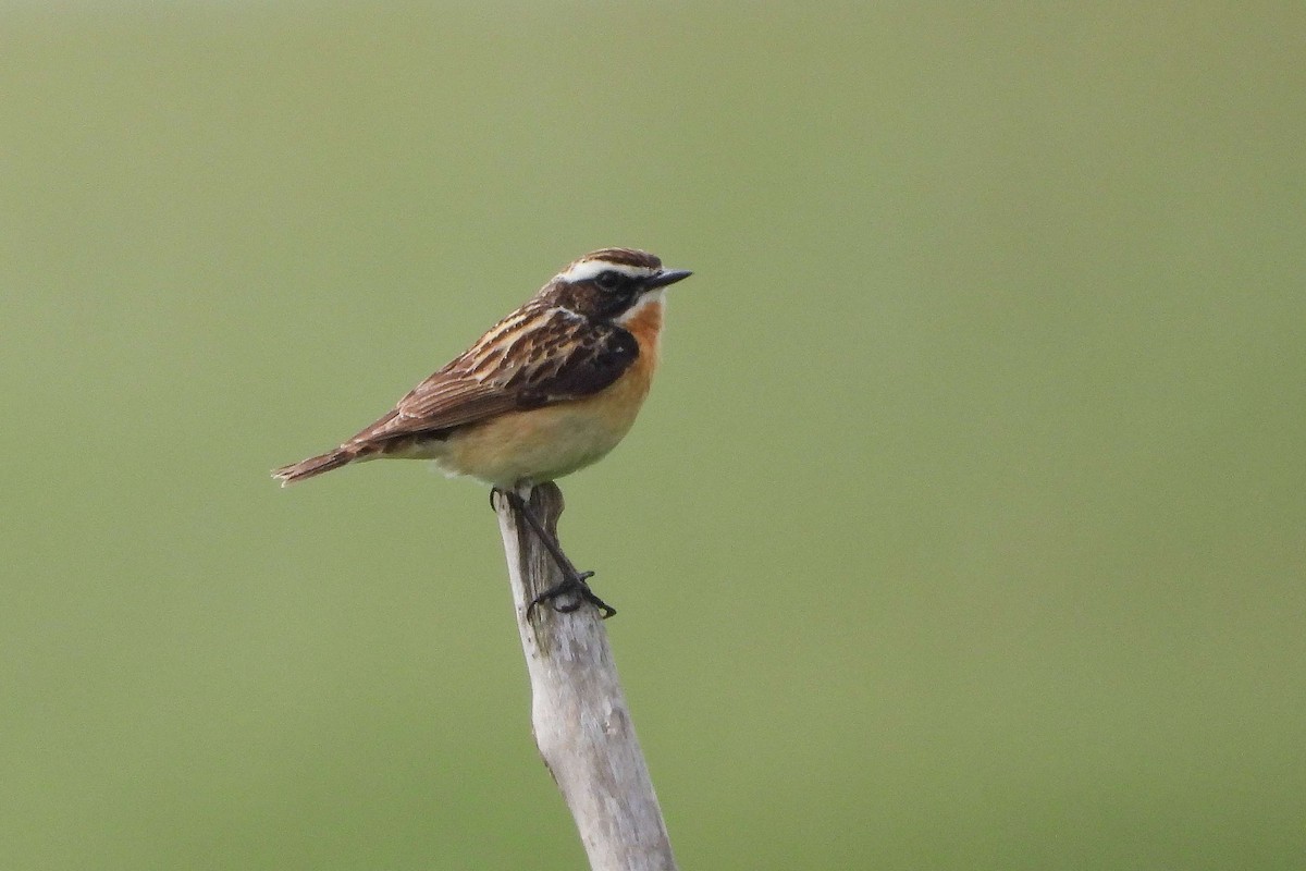 Whinchat - ML619992345