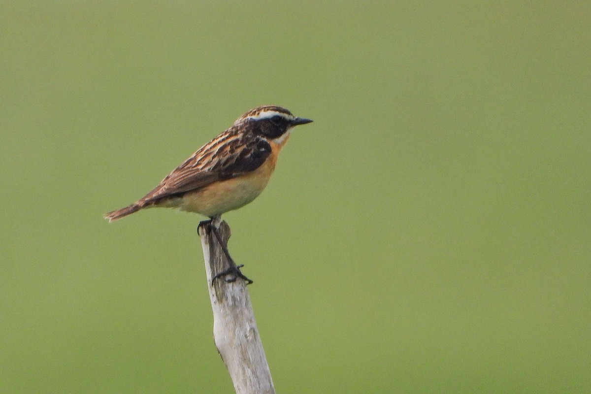 Whinchat - ML619992346
