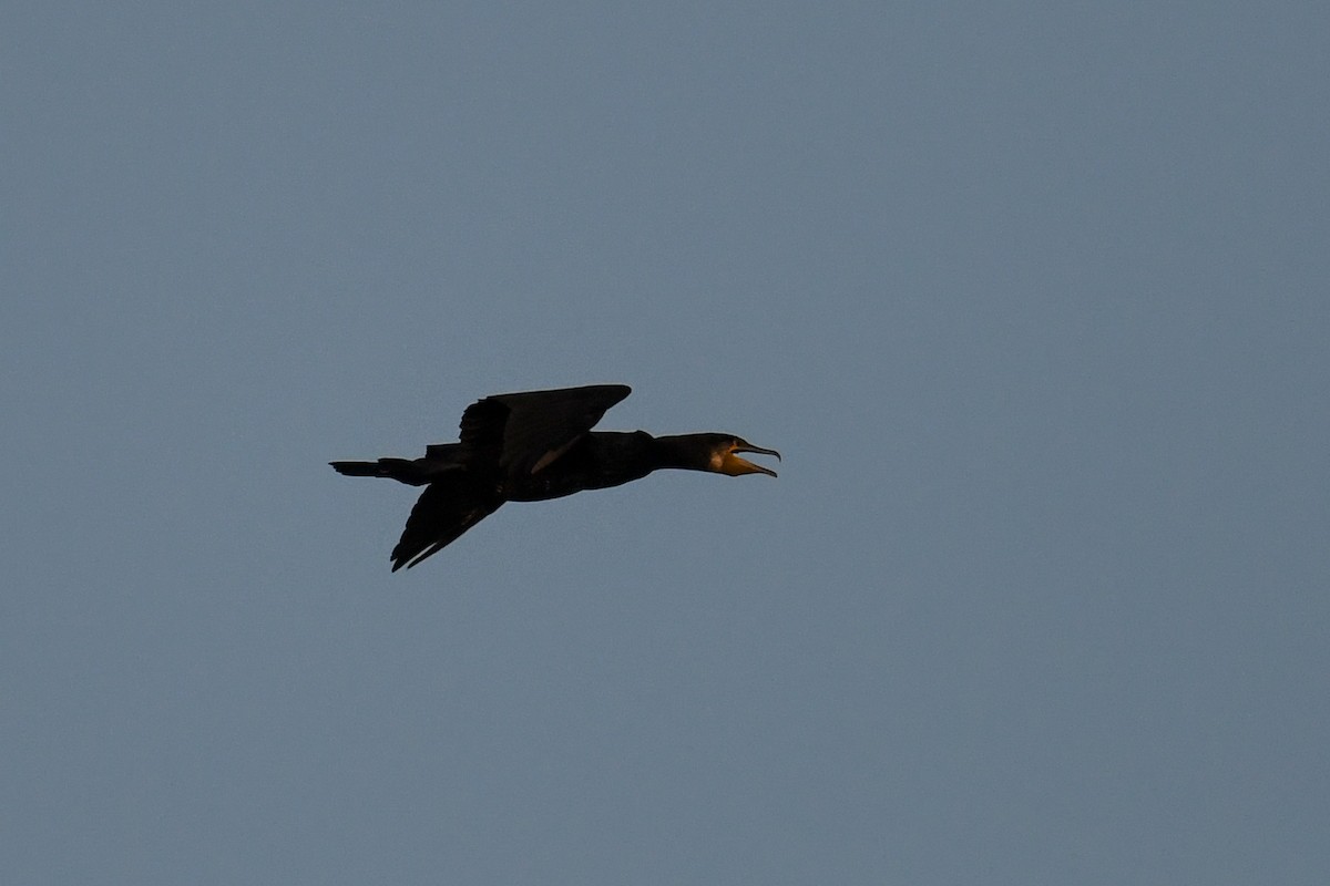 Great Cormorant - ML619992348