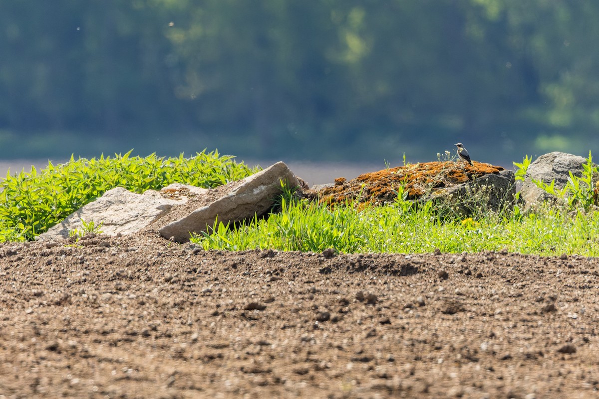 Northern Wheatear - ML619992349