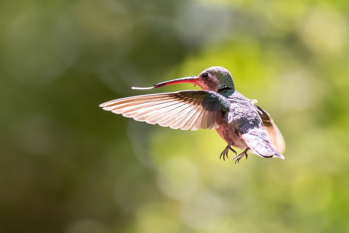 Broad-billed Hummingbird - ML619992350