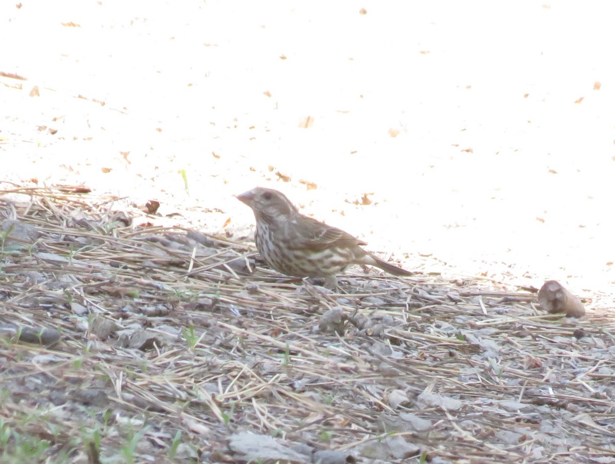 Fox Sparrow (Thick-billed) - ML619992351