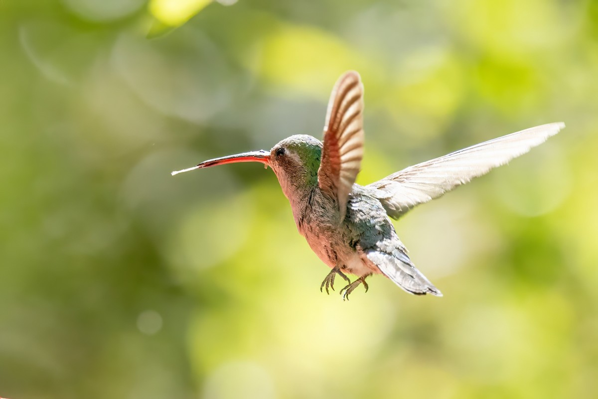 Broad-billed Hummingbird - ML619992352