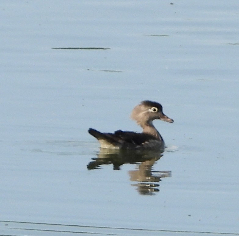 Wood Duck - ML619992354