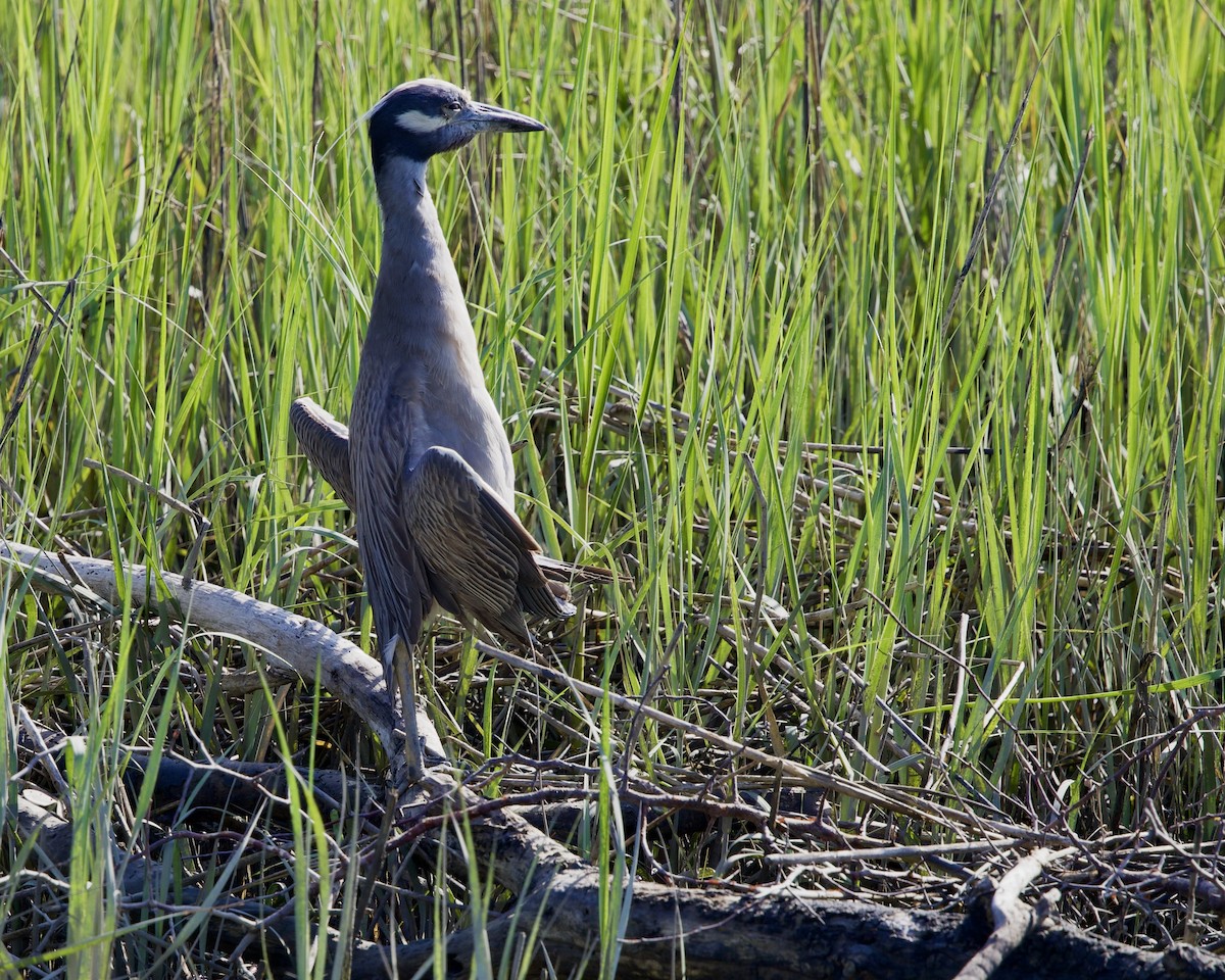 Yellow-crowned Night Heron - ML619992355