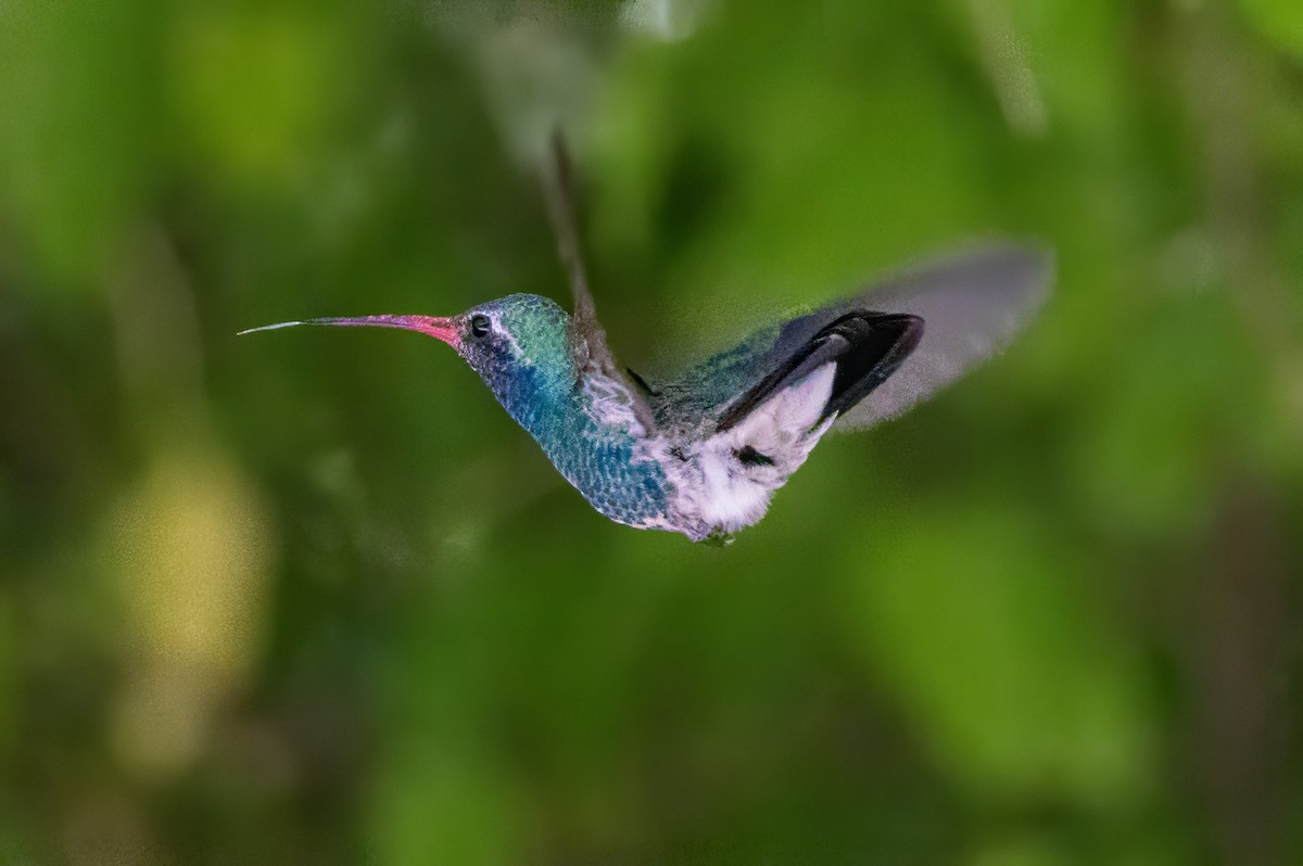 Broad-billed Hummingbird - ML619992358