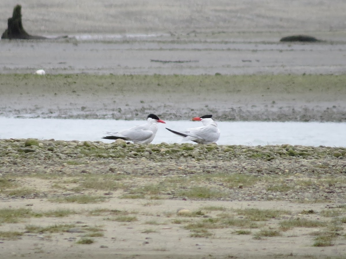 Caspian Tern - ML619992359