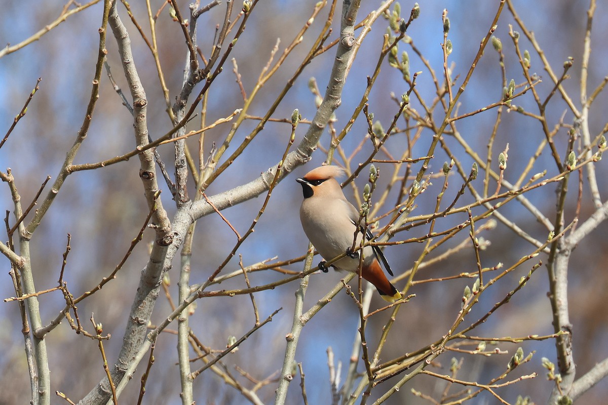 Bohemian Waxwing - ML619992368