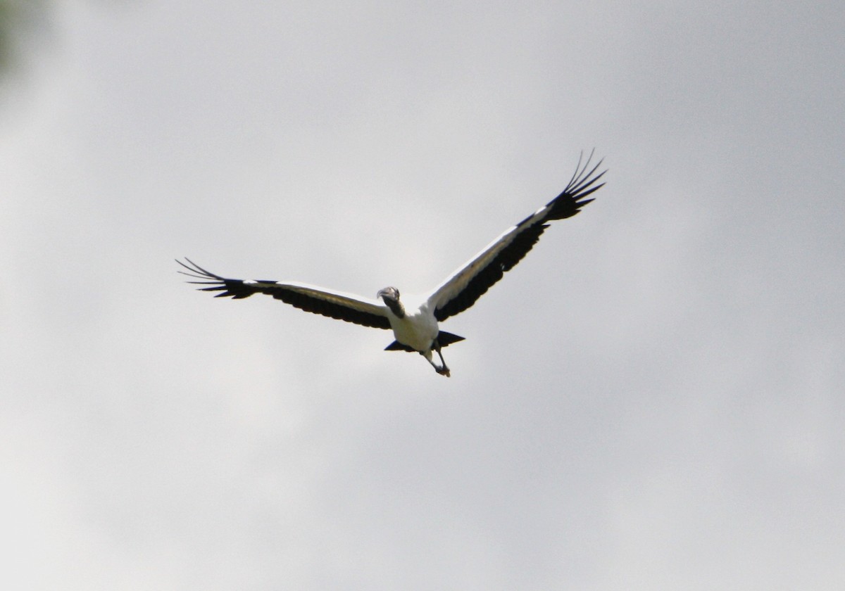 Wood Stork - ML619992369