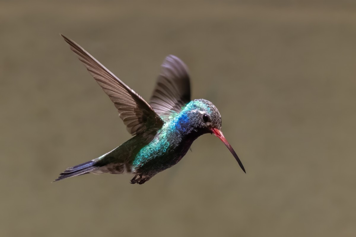 Broad-billed Hummingbird - ML619992375