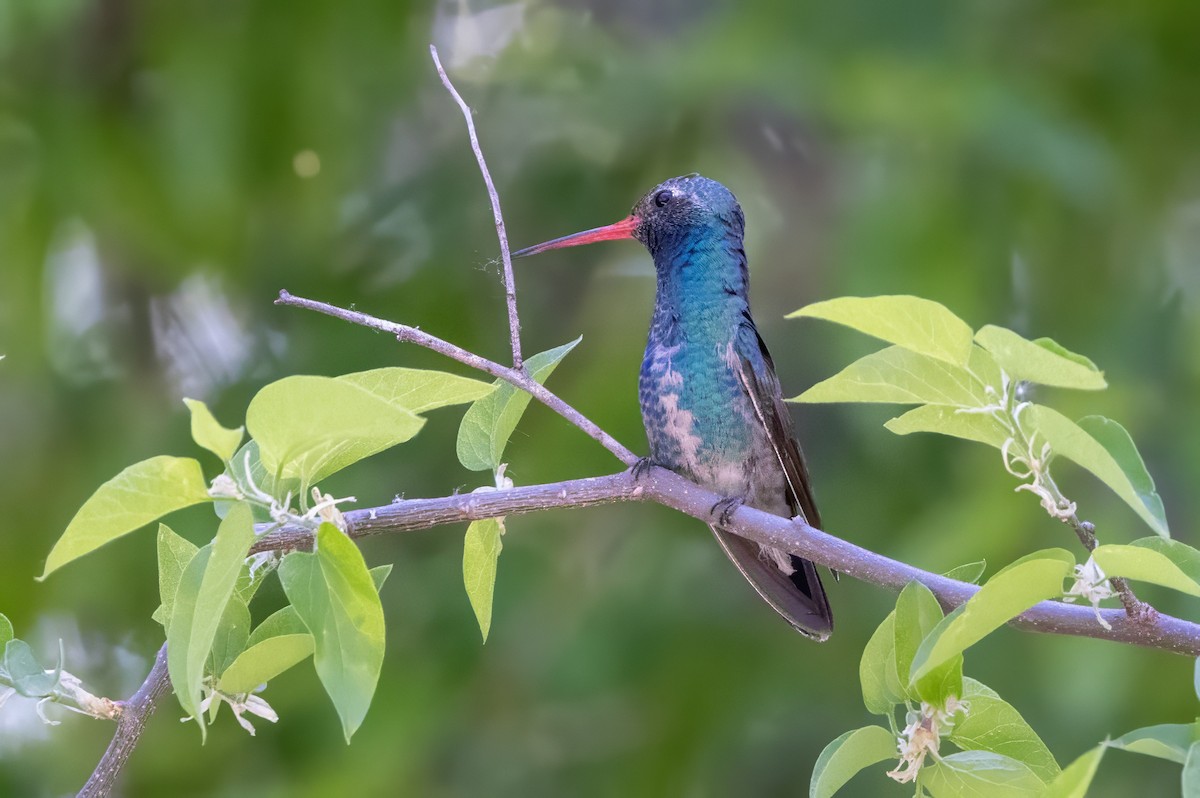 Broad-billed Hummingbird - ML619992379