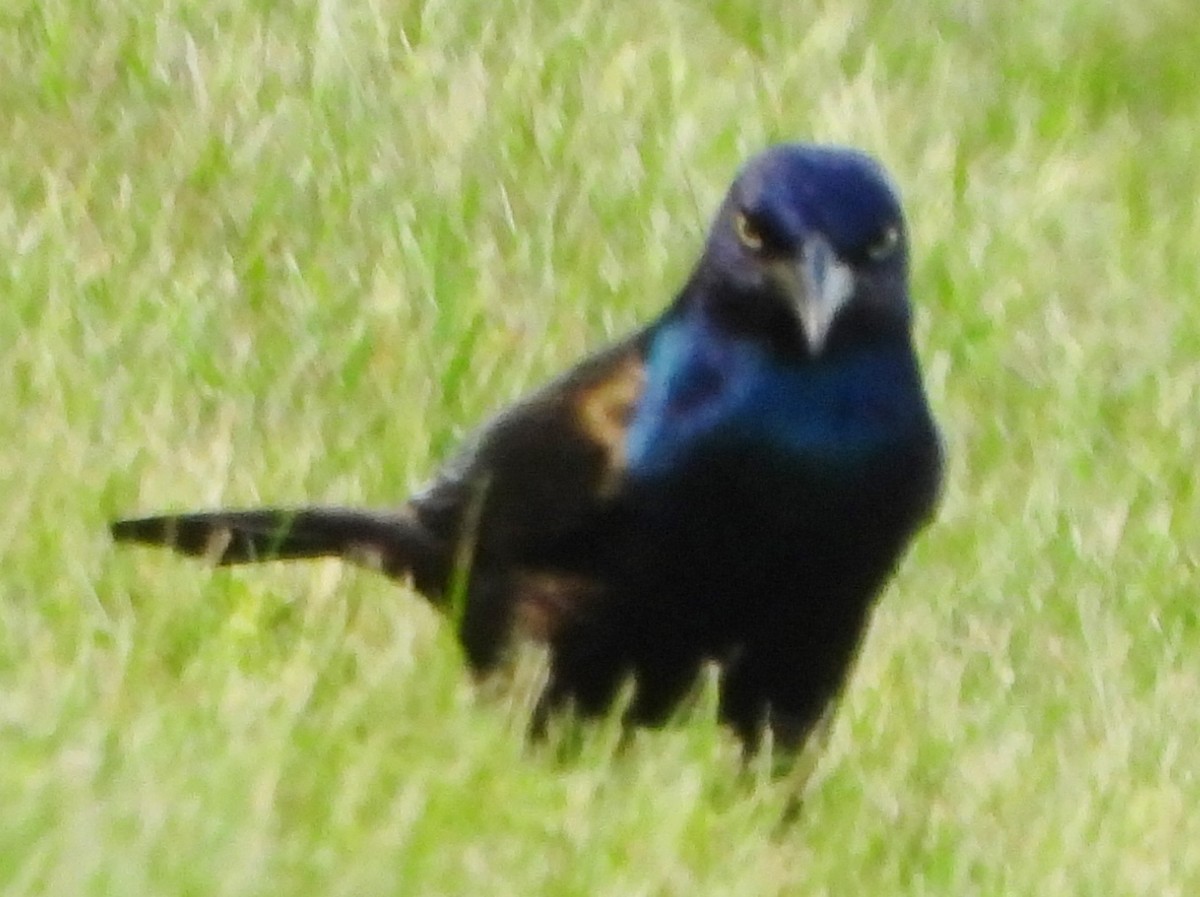 Common Grackle - ML619992383