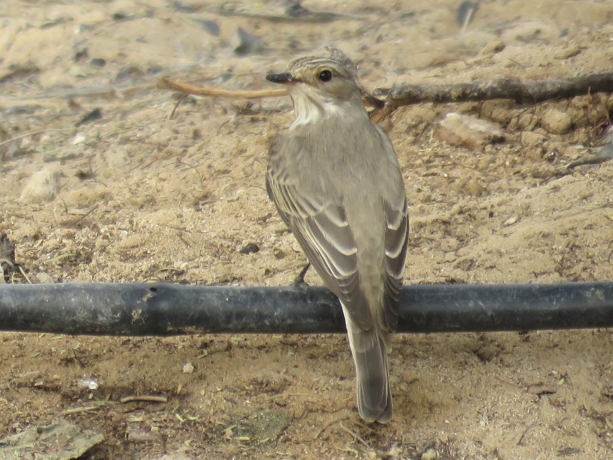 Spotted Flycatcher (Spotted) - ML619992393