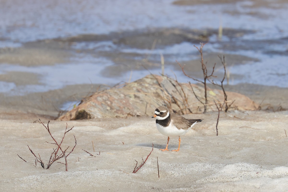 Common Ringed Plover - ML619992397