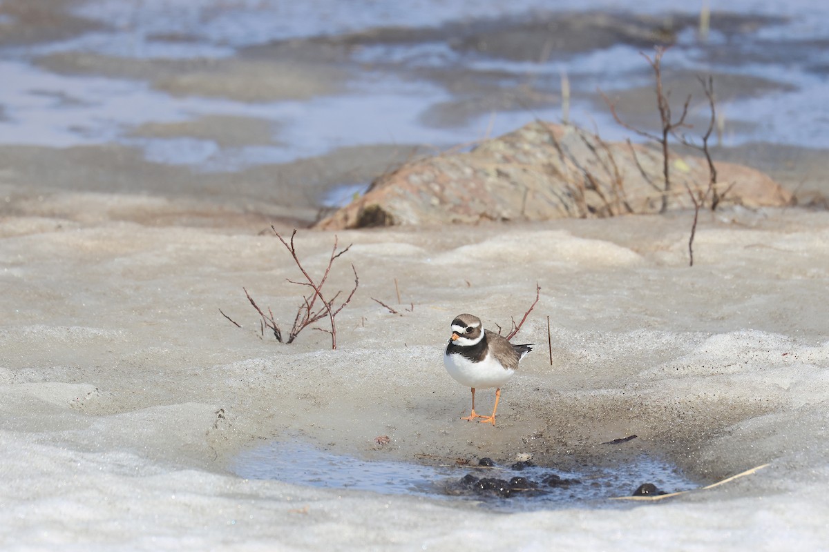 Common Ringed Plover - ML619992398