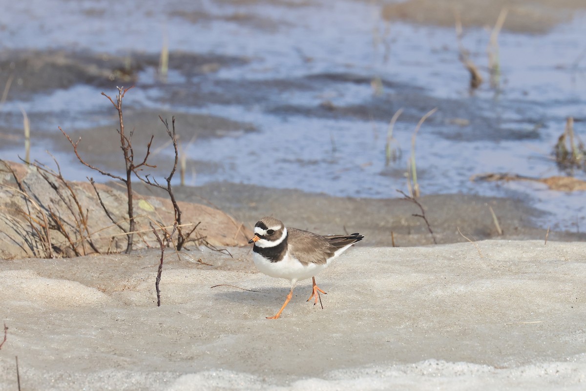 Common Ringed Plover - ML619992399