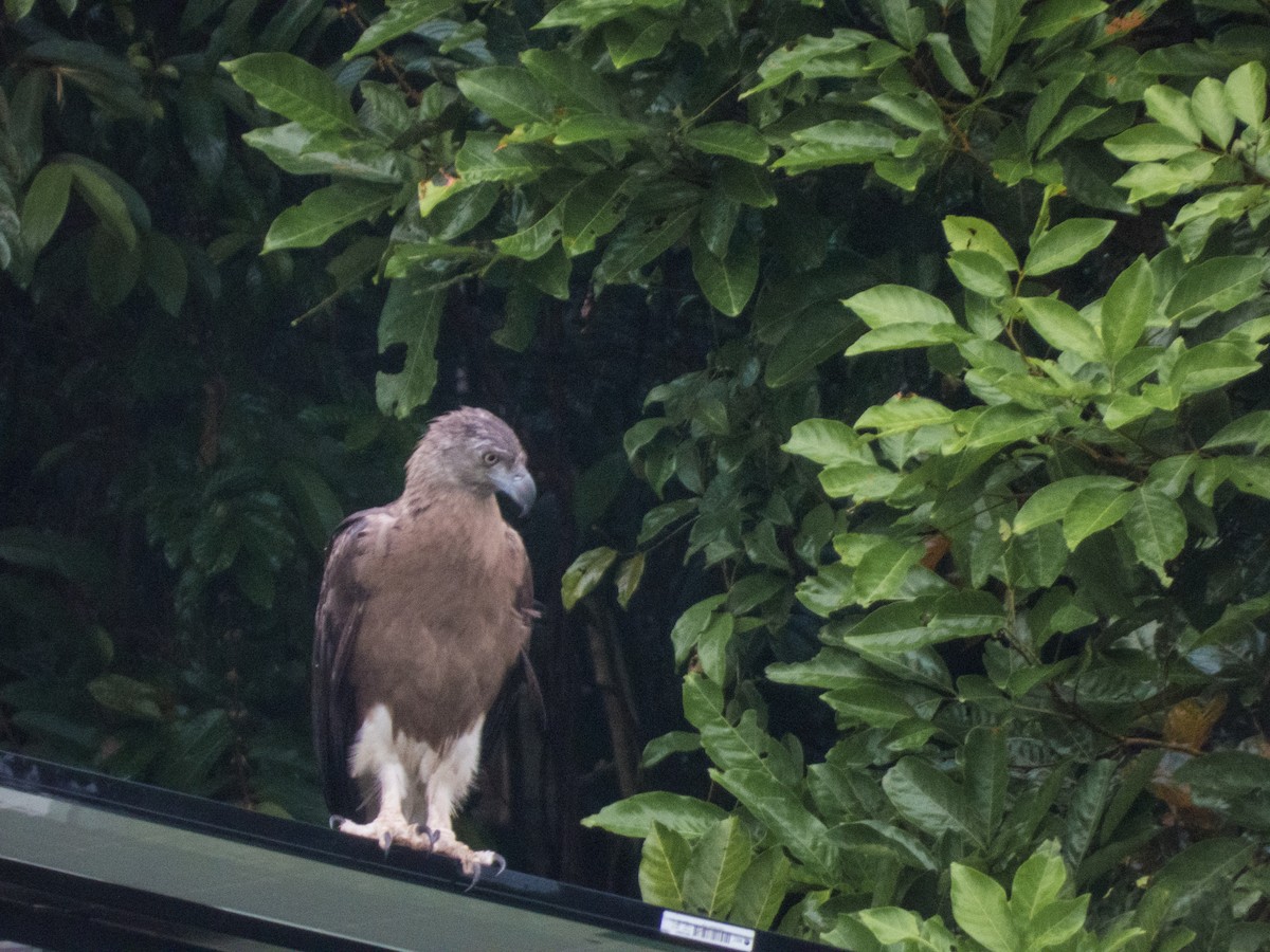 Gray-headed Fish-Eagle - ML619992406