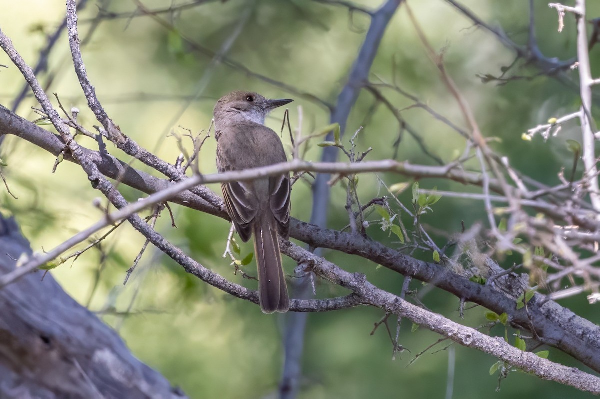 Dusky-capped Flycatcher - ML619992431