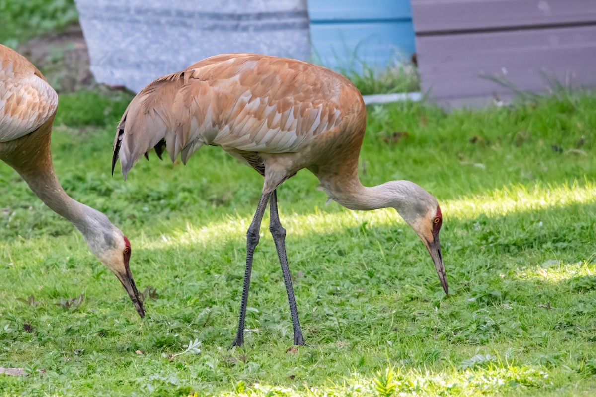 Sandhill Crane - ML619992447