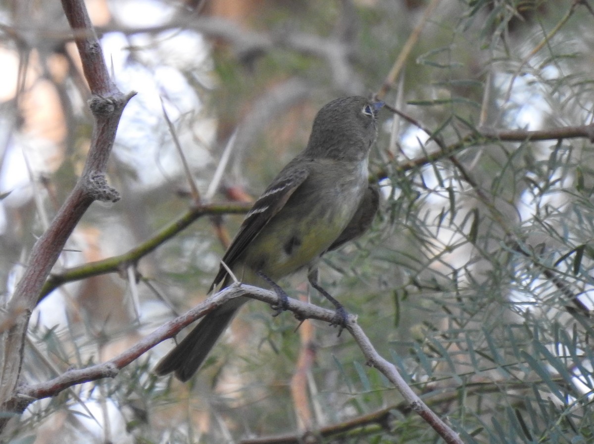 Dusky Flycatcher - ML619992457