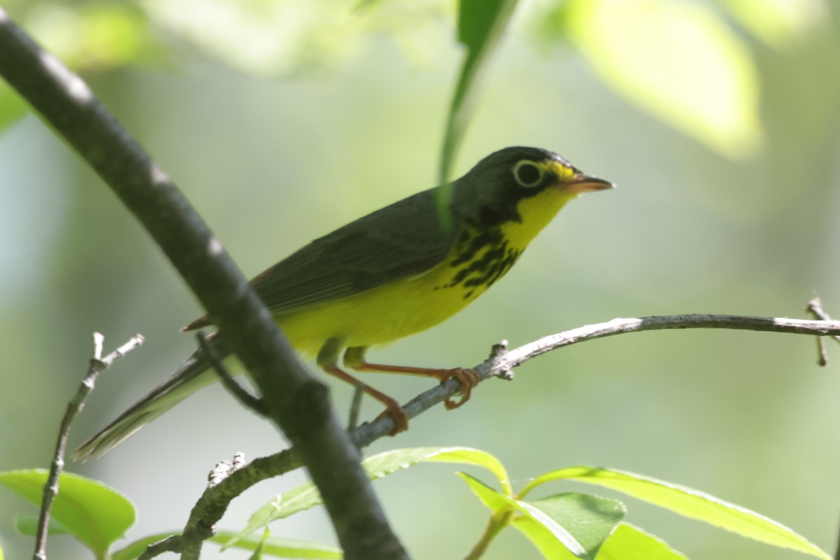 Canada Warbler - ML619992461