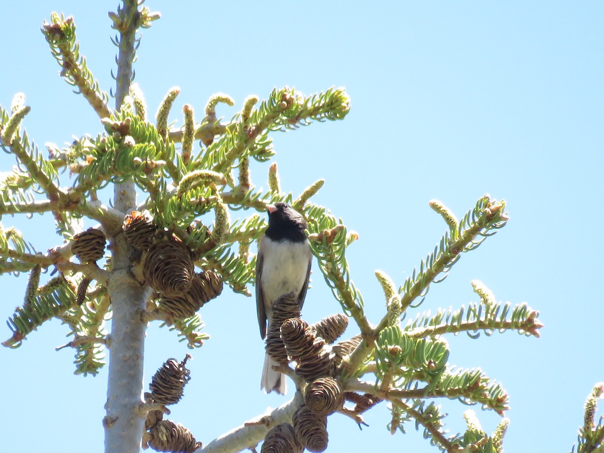 Dark-eyed Junco - ML619992464