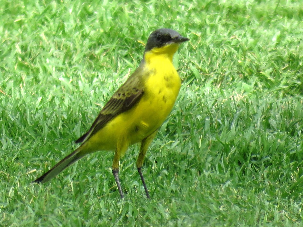 Western Yellow Wagtail (thunbergi) - ML619992466