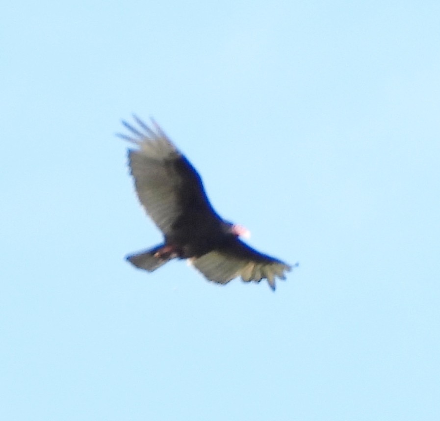 Turkey Vulture - ML619992467