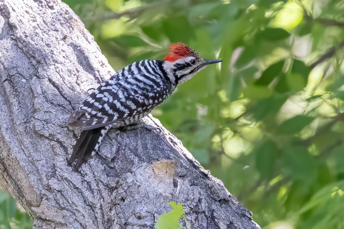 Ladder-backed Woodpecker - ML619992468