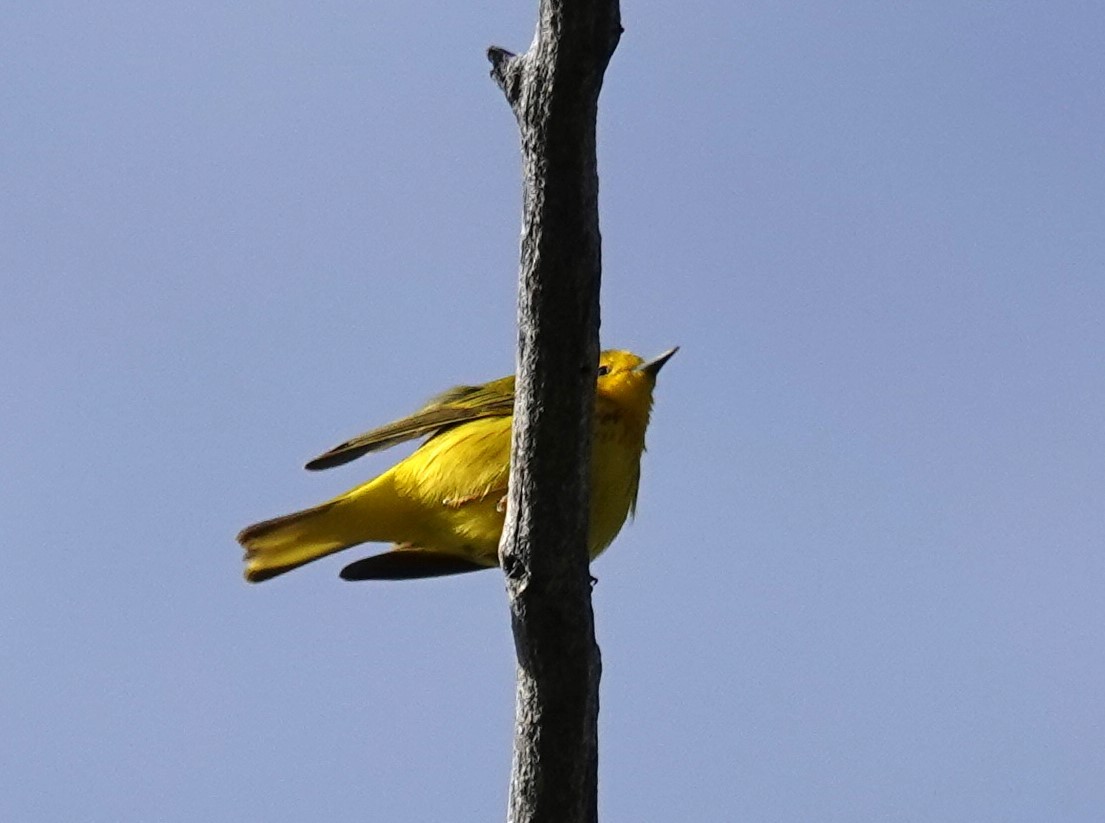 Yellow Warbler - ML619992473