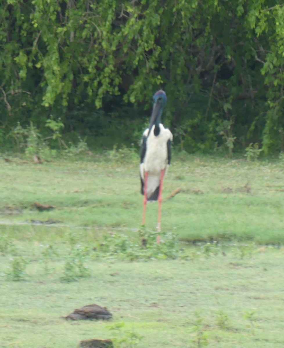 Black-necked Stork - ML619992474