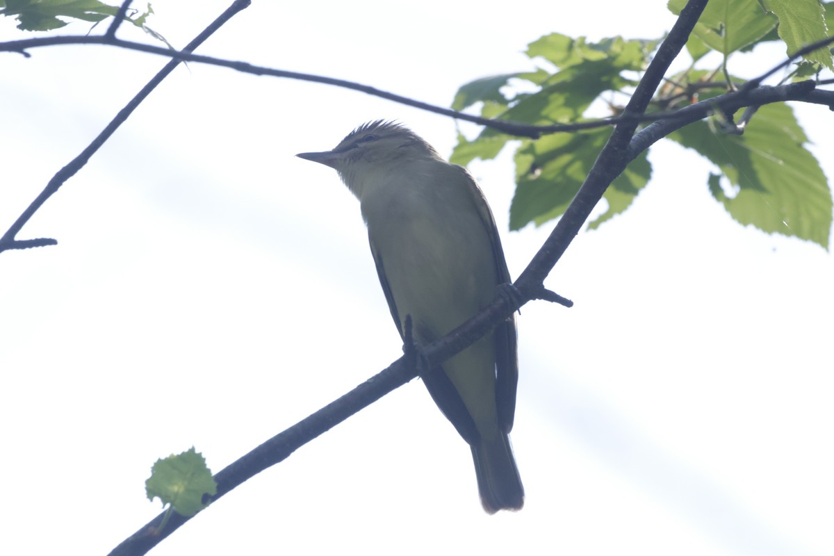 Red-eyed Vireo - ML619992479