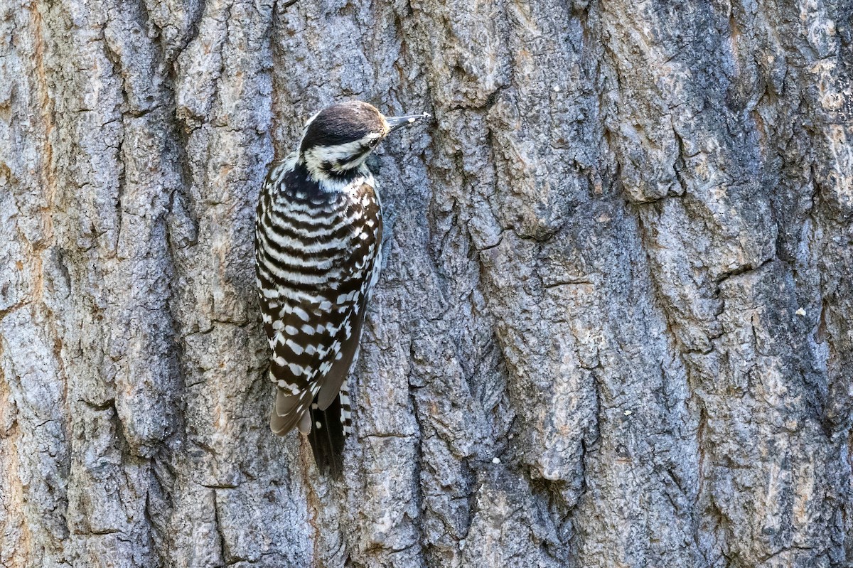 Ladder-backed Woodpecker - Sandy & Bob Sipe