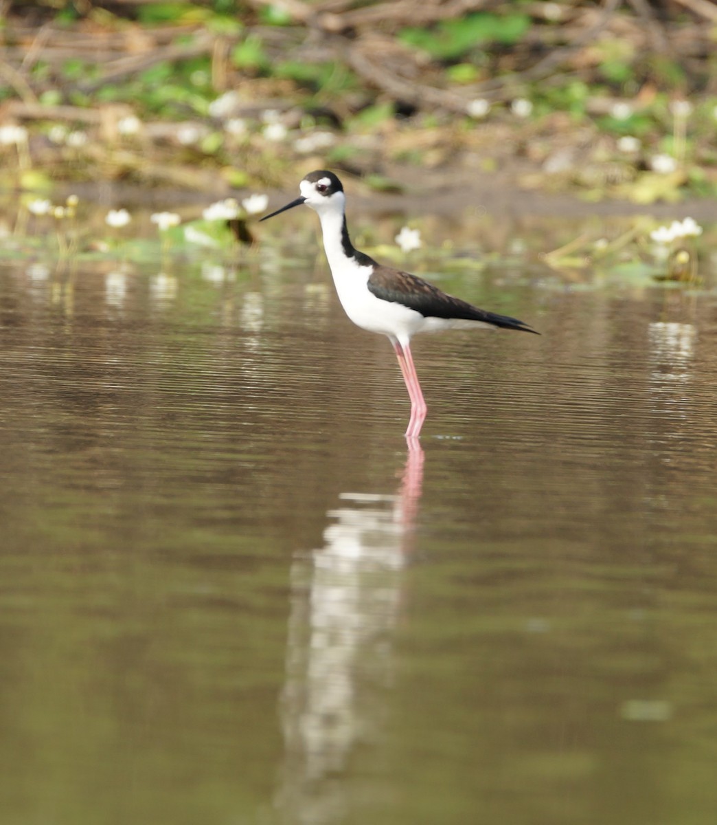 Black-necked Stilt - ML619992487