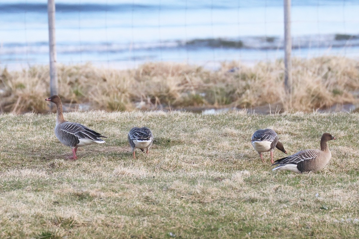 Pink-footed Goose - ML619992488