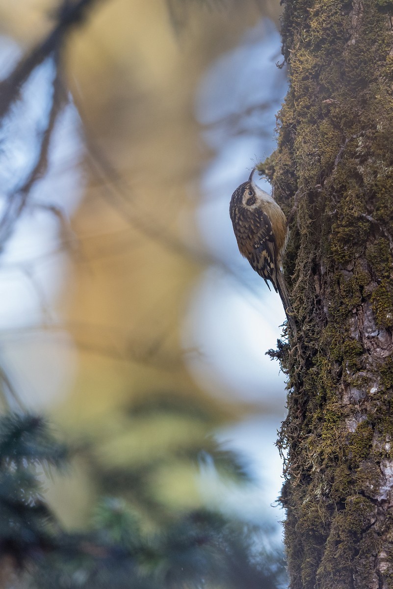 Rusty-flanked Treecreeper - ML619992490