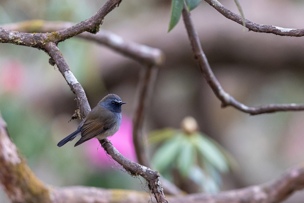 Rufous-gorgeted Flycatcher - Wei TAN