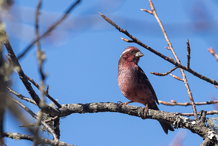 Spot-winged Rosefinch - ML619992504