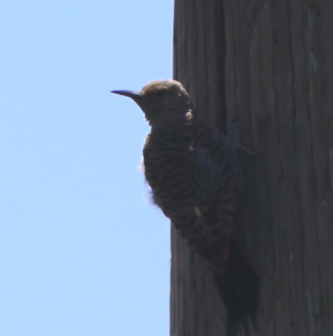 Northern Flicker - ML619992510