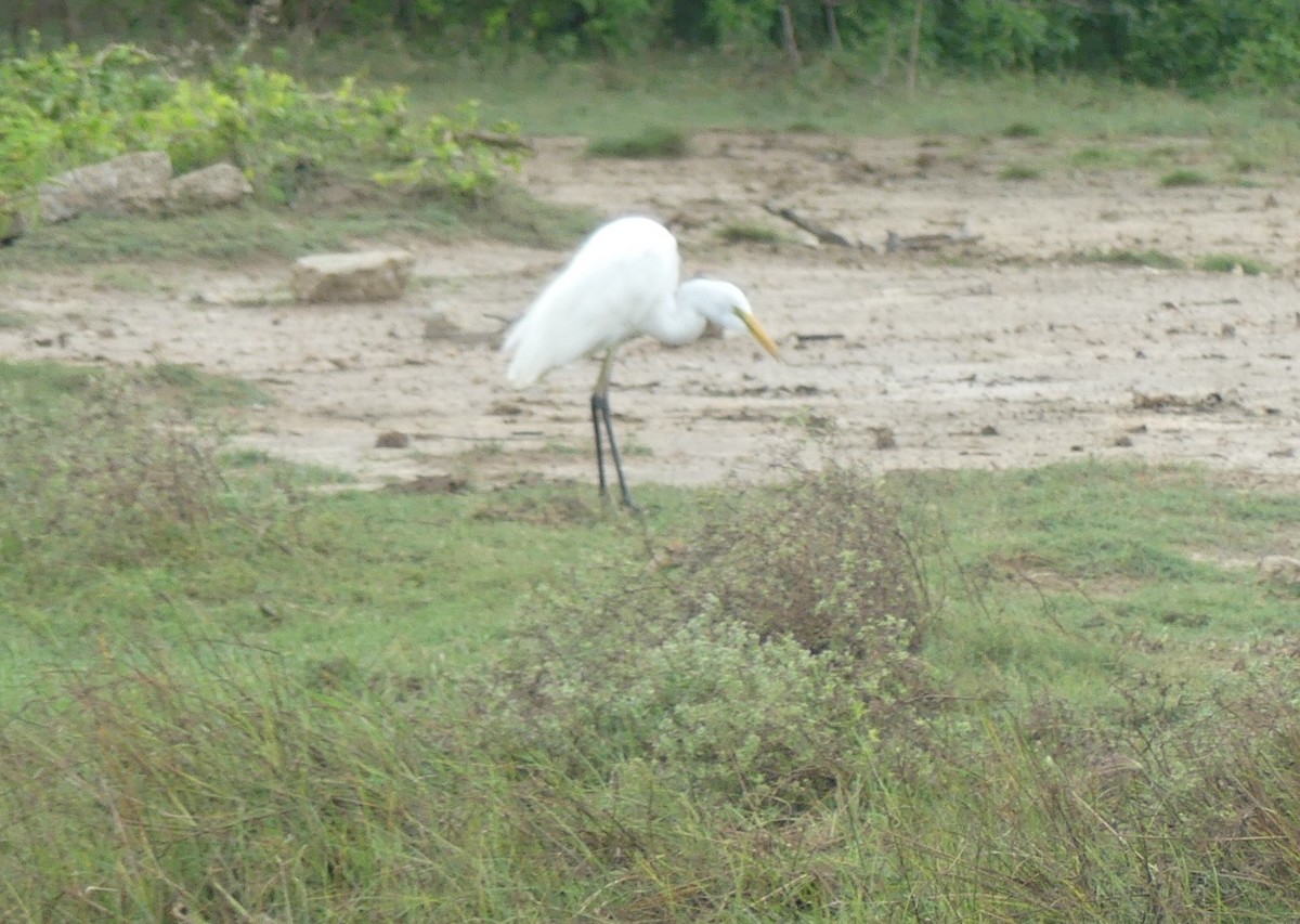 Medium Egret - ML619992516