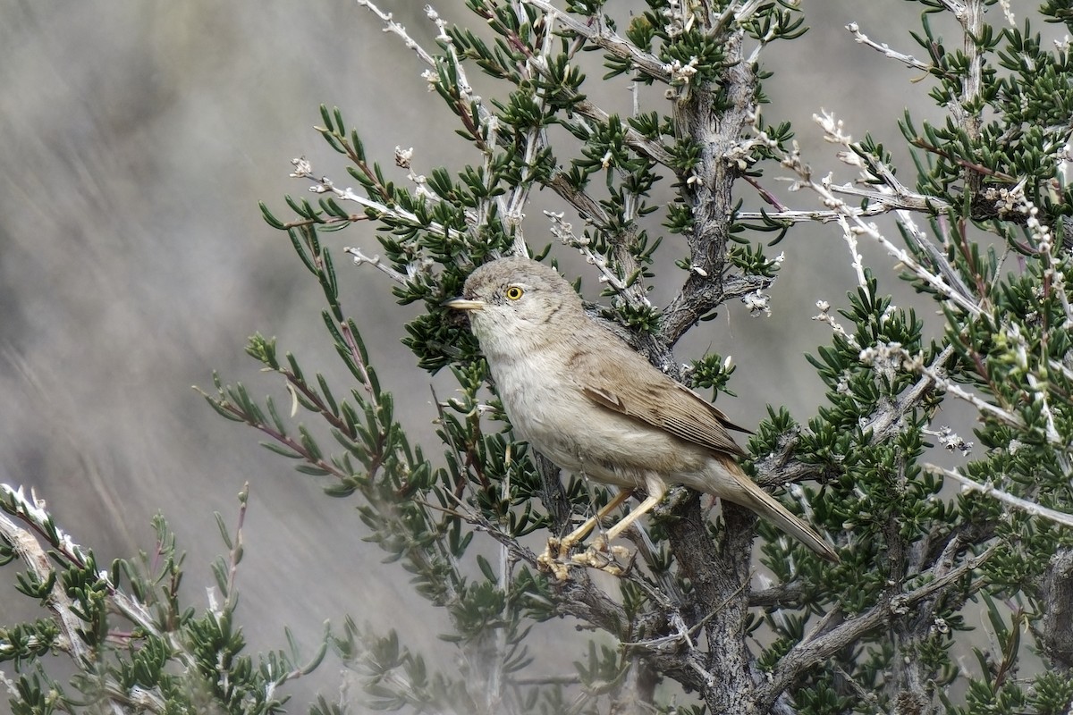 Asian Desert Warbler - ML619992521