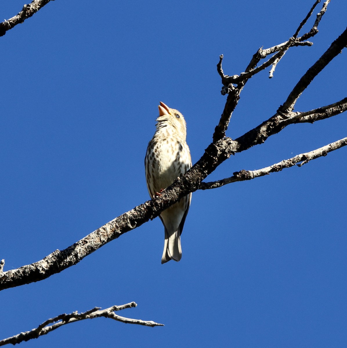 Purple Finch - ML619992526