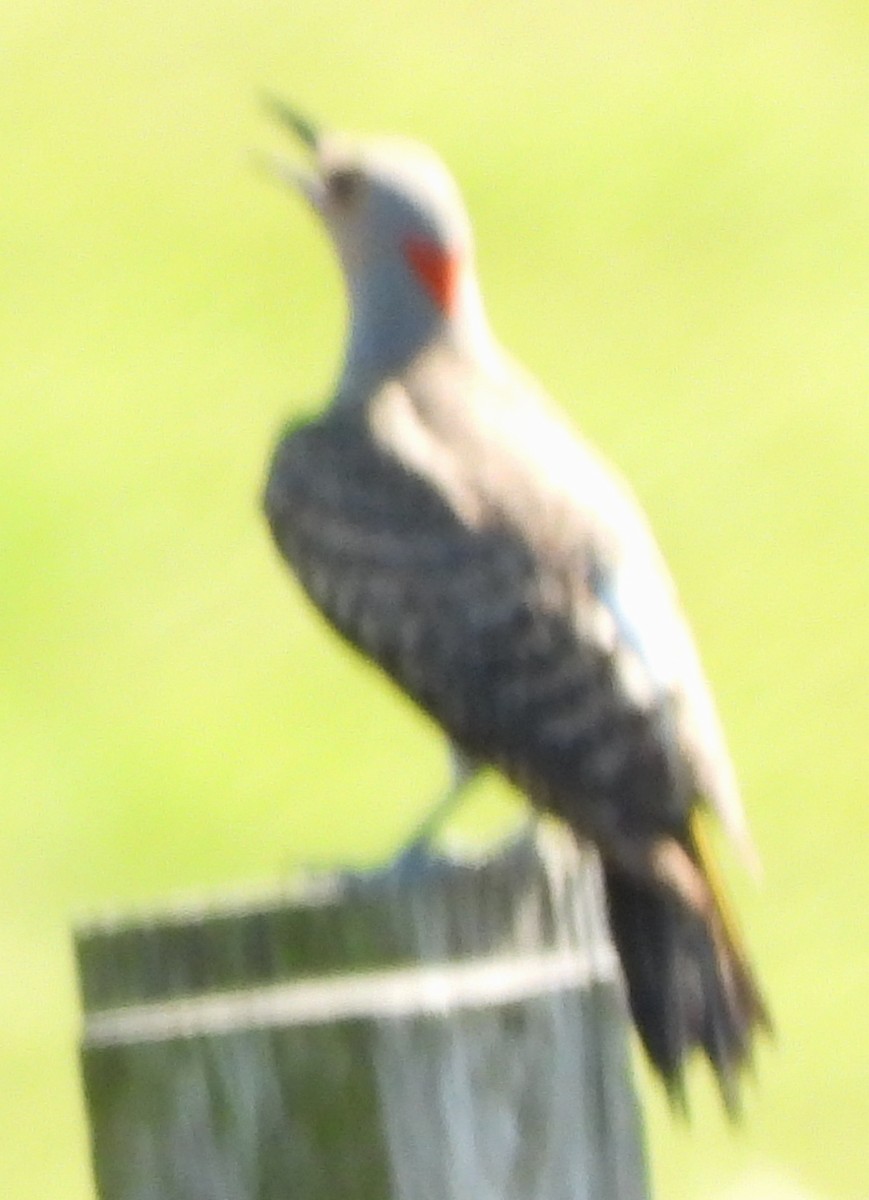 Northern Flicker - ML619992535