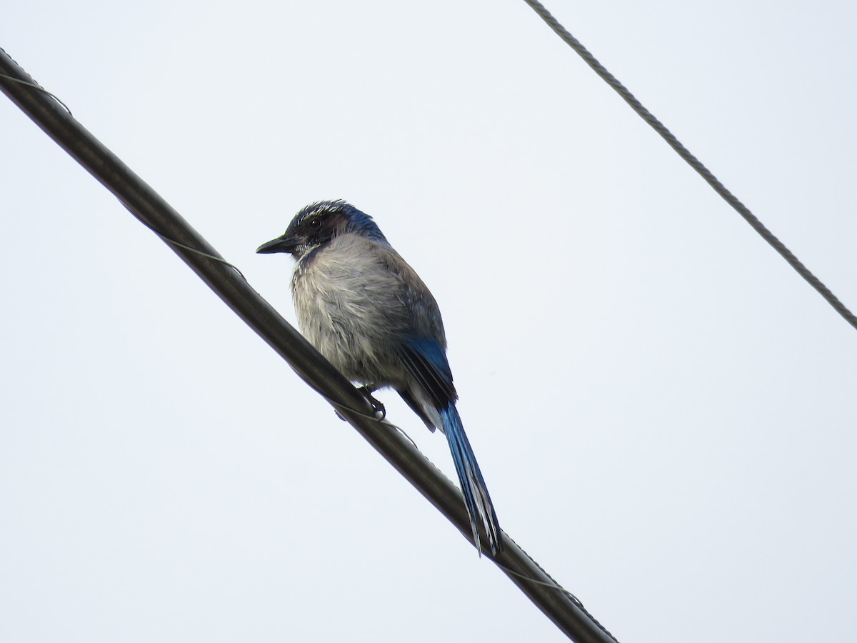 California Scrub-Jay - ML619992549