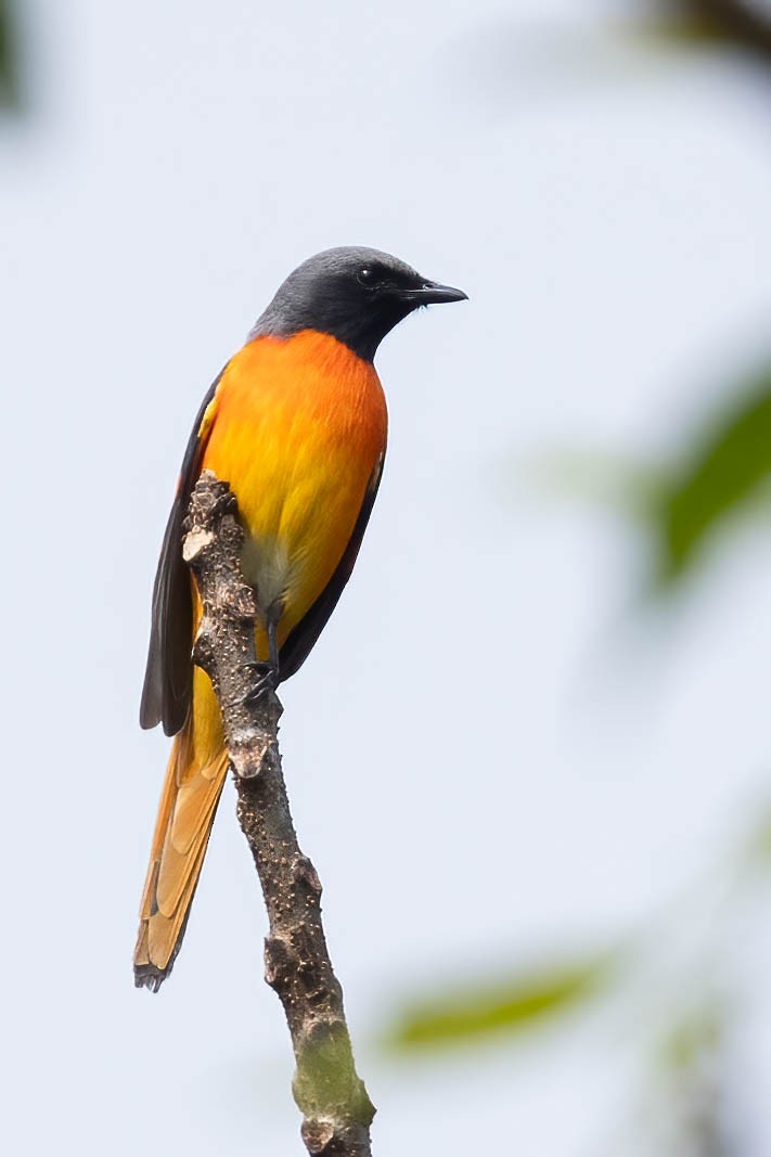 Orange Minivet - ML619992552