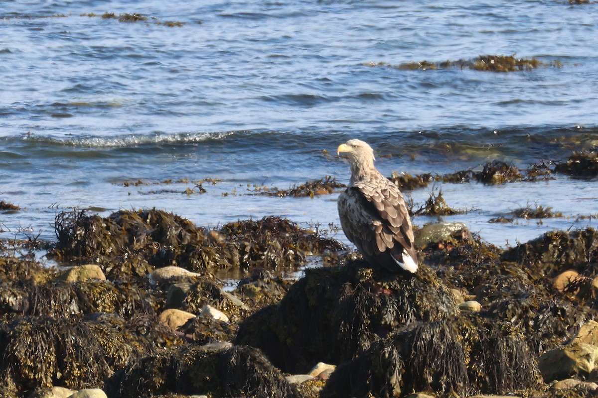 White-tailed Eagle - ML619992555